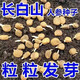 人參種籽子長白山野山參人參種子滋補材人參種孑庭院陽臺盆栽 長白山人參種子1包 約45粒 原裝