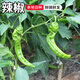 密水農(nóng)家本地自種尖椒 鮮摘青尖椒 新鮮時令蔬菜 尖椒 400g