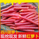 四川紅蘿卜新鮮包郵 沙地水果胡蘿卜農(nóng)家蔬菜紅心脆甜沙窩 甜蘿卜 紅蘿卜        3斤