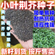 肉總管小葉荊芥種子河南小葉荊芥種子荊芥菜種籽孑四季陽(yáng)臺(tái)種植種菜 小葉荊芥種子200粒