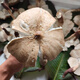 500克新鮮雞樅菌 野生火把雞樅菌斗雞菇荔枝菌三塔菌云南雞樅菌 精品開(kāi)傘【葉子大厚實(shí)】500克