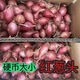 2024正宗東北毛蔥新鮮鬼子蔥甜脆辛辣紅蔥頭珠蔥笨火蔥頭商用批發(fā) 5斤