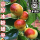 玫梔山西蟠棗 新鮮水果蜜罐冬棗脆甜棗即食盛過(guò)新疆云南中秋節禮盒裝 4.5斤 果王禮盒裝 （單果31-50g） 精選A+精選老樹(shù)果