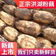 湖北洪湖粉藕蓮藕新鮮煲湯當(dāng)天現(xiàn)挖糯米藕桂花藕農(nóng)家特產(chǎn)蔬菜整箱 三斤裝