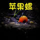 墨一觀(guān)賞蘋(píng)果螺馬來(lái)斑馬紫紋神秘螺水草魚(yú)缸清缸螺寵物蝸牛除藻螺叁 10只+5只備損蘋(píng)果螺（黑紅色混