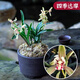 劉閣蘭花四季建蘭銘品君荷帶花濃香型好養室內陽(yáng)臺綠植花卉盆栽 建蘭達摩蘭3壯苗帶花苞