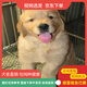 伊寵金毛幼犬純種寵物狗狗活體小狗金毛犬巡回獵犬護(hù)衛(wèi)犬導(dǎo)盲犬 寵物級(jí) A級(jí) 公