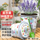 德沃多肥料薰衣草學(xué)生DIY兒童趣味種植盆栽套裝植物種子觀(guān)察幼兒園迷你盆栽