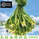 【順豐直達(dá)】水性楊花 云南特產(chǎn) 海菜花 瀘沽湖麗江海菜云南野菜 1kg 順豐空運(yùn)(48小時(shí)內(nèi)到)