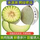 海南頭茬網(wǎng)紋蜜瓜新鮮玲瓏蜜瓜冰淇淋網(wǎng)紋瓜甜瓜哈密瓜現(xiàn)摘現(xiàn)發(fā) 3斤