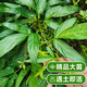 壹植潮汕仙草盆栽紅花大苗老樁辦公室盆景綠植客廳室內外旺宅四季好養 精品仙草15~20cm 1棵送肥料