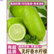 順豐 10斤云南香水檸檬新鮮奶茶店專(zhuān)用青檸水果當季新鮮整箱9 60-120g 9斤