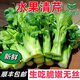 【順豐到家】云南高原水果清芹生吃新鮮水果芹菜西芹當季蔬菜現(xiàn)采 1500g-胖東來同款