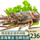 蝶島船說 鮮活速凍海捕小青龍蝦 新鮮 大龍蝦 大號青龍蝦花龍中秋送禮 2斤裝小青龍共3只