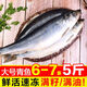 青魚東北沙丁魚新鮮海鮮深海冷水魚懶人之寶鯡魚整箱 2500g 平均7兩左右條（滿籽滿油）