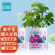 IAM City Farmer牽?；ü揞^盆栽綠植花卉種植罐頭種子diy盆栽開學(xué)季種植作業(yè)10068