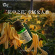 阿芙（AFU）依蘭依蘭精油 柔嫩肌膚身體按摩愉悅心情香薰單方精油送禮 10ml
