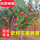 石榴果樹(shù)樹(shù)苗突尼斯軟籽石榴苗盆栽庭院地載特大樹(shù)無(wú)籽甜石榴 3年優(yōu)質(zhì)苗適合大量種植