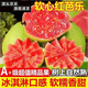 滋果派紅心芭樂番石榴 新鮮軟糯巴樂果紅肉潘石榴孕婦中秋水果禮盒 甄選3斤裝(凈重2.5斤)