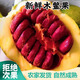 2025廣西新鮮現(xiàn)摘木鱉果農(nóng)家種植木鱉瓜漏苓子甜葫蘆天堂果 2-3斤（新鮮青果）