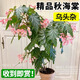臨雅秋海棠盆栽福壽鱒魚(yú)滇緬竹節客廳室內植物花卉好養活四季桌面綠植 秋海棠“烏頭雜”120#