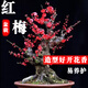 語(yǔ)安四季開(kāi)花梅花盆栽樹(shù)苗紅梅盆景樹(shù)樁耐寒室內室外植物花卉帶花盆栽 8年紅梅（當年開(kāi)花）