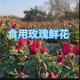 【空運(yùn)】可食用新鮮墨紅玫瑰鮮花  現(xiàn)貨 當(dāng)天採(cǎi)摘當(dāng)天發(fā)貨 冷鏈運(yùn)輸1000g 2斤