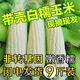 顧果鮮廣西白糯牛奶玉米9斤新鮮現(xiàn)摘黏粘棒子帶皮生苞米甜嫩農(nóng)家自種 9斤
