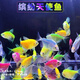 森悠（SARYOR）斑馬魚(yú)小型觀(guān)賞魚(yú)水草缸群游熱帶魚(yú)活體魚(yú) 混色天使魚(yú)2-4cm 10條