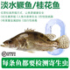太湖?！粳F(xiàn)殺鮮活鱖魚(yú) 無(wú)抗生素檢測(cè)】整條桂魚(yú) 淡水魚(yú)類桂花魚(yú)生鮮水產(chǎn) （400g*2條）禮箱裝