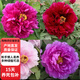 洛陽牡丹花苗大苗芍藥花苗庭院盆栽重瓣室內(nèi)牡丹花樹苗 洛陽紅(整棵大苗) 不含盆