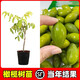 潮汕青橄欖苗甜種橄欖嫁接苗三棱橄欖烏橄欖水果樹(shù)苗帶土帶葉 甜種青橄欖5年苗 40cm(含)-50cm(不含)