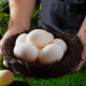園囿農場(chǎng) 山東新鮮鵝蛋雜糧喂養散養土鵝蛋12枚凈重3.12斤源頭直發(fā)包郵