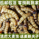 HF大麥蟲活體面包蟲黃粉蟲龍魚烏龜守宮蜥蜴蜘蛛鳥寵物飼料包成活率 1斤大麥蟲（5厘米）送麥麩鑷子