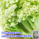 蔬菜種子香菜番茄辣椒菠菜黃瓜青菜籽生菜蘿卜白菜四季播種孑大全 散頭松花菜約200粒
