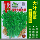 券搜搜蔬菜種子四季播盆栽陽(yáng)臺庭院香菜生菜菠菜小蔥簡(jiǎn)單秋易種籽孑大全 四季香菜約500?！敬黉N(xiāo)】