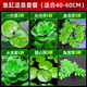 瘋狂水草（FKSC）浮萍活體水草一葉蓮水芙蓉植物養龜魚(yú)池造景直接入缸水上煙花 【大缸造景】魚(yú)缸造景套餐
