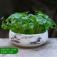 意軒銅錢(qián)草水培盆栽室內室外花卉金錢(qián)草綠植吸綠植花草植物 銅錢(qián)草+山河壯麗陶瓷盆