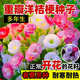 洋桔?；ǚN子各種花卉種子室內(nèi)陽臺盆栽花種子室外景觀花卉籽大全 洋桔梗種子【混色 300粒】