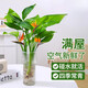 壹植水培天堂鳥(niǎo)盆栽花卉植物室內客廳綠植桌面鶴望蘭吸甲醛四季好養活 水培天堂鳥(niǎo)3株+透明樹(shù)脂火炬花瓶 不含盆