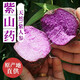 顏曼箐贛南新鮮紫山藥紫人參紫玉淮山大薯毛薯農(nóng)家特產(chǎn)現(xiàn)挖現(xiàn)發(fā) 5斤  天然紫