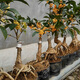 大型桂花庭院綠植別墅綠化桂花大樹(shù)老樁門(mén)口院子室外金桂四季開(kāi)花 老樁根部盆栽