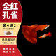 瘋狂水草孔雀魚(yú)活體水族寵物觀(guān)賞魚(yú)冷水耐活小型熱帶魚(yú)淡水魚(yú)苗 美國全紅孔雀魚(yú)【共6條】
