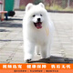 伊寵純種薩摩耶幼犬微笑天使雪橇犬寵物狗狗活體小狗活物幼崽 寵物級(jí) A級(jí) 公