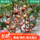 萌肉居 果樹(shù)苗無(wú)花果苗當年結果盆栽地栽種植無(wú)花果苗3cm粗1棵源頭直發(fā)