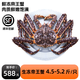 鮮承 帝王蟹年貨海鮮大禮盒包俄羅斯鮮活速凍螃蟹阿拉斯加皇帝蟹 帝王蟹【4.5-5.2斤】 鮮活速凍