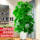 臨雅大葉綠蘿柱客廳綠植大盆栽天堂鳥發(fā)財樹室內(nèi)新房除甲醛大型植物 綠蘿柱1.3-1.4米 【白色菱形盆】