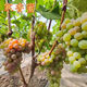 寒香蜜葡萄苗南北方庭院地栽特大爬藤果樹(shù)苗盆栽嫁接無(wú)核當年結果 寒香蜜葡萄苗 3年苗【隔年結果】1棵