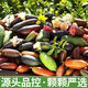 手指檸檬新鮮稀有澳洲指橙水果魚子醬 罕見水果中西餐佐食材 100克【10-18個左右】顏色隨機(jī)