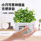 匠心綻放水培菜種植套裝兒童種植小盆栽幼兒園DIY植物綠植觀(guān)察蘿卜10115